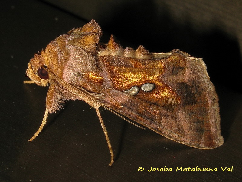 Chrysodeixis chalcites - Noctuidae